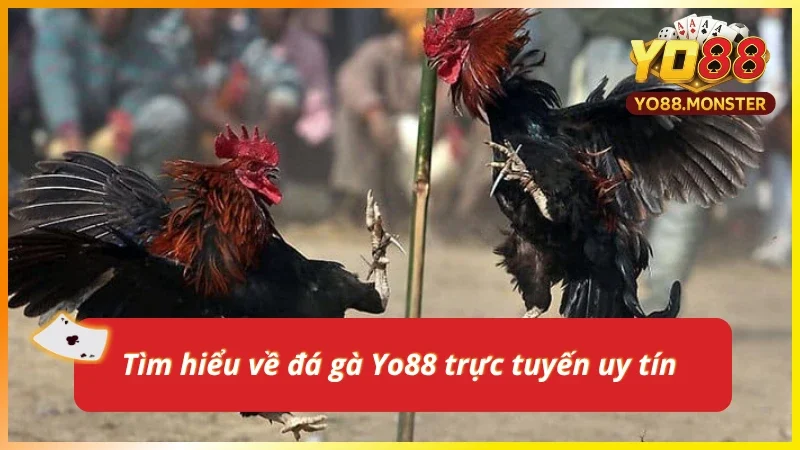 Tổng quan về đá gà Yo88 online