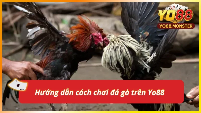Quy trình tham gia đặt cược đá gà tại Yo88